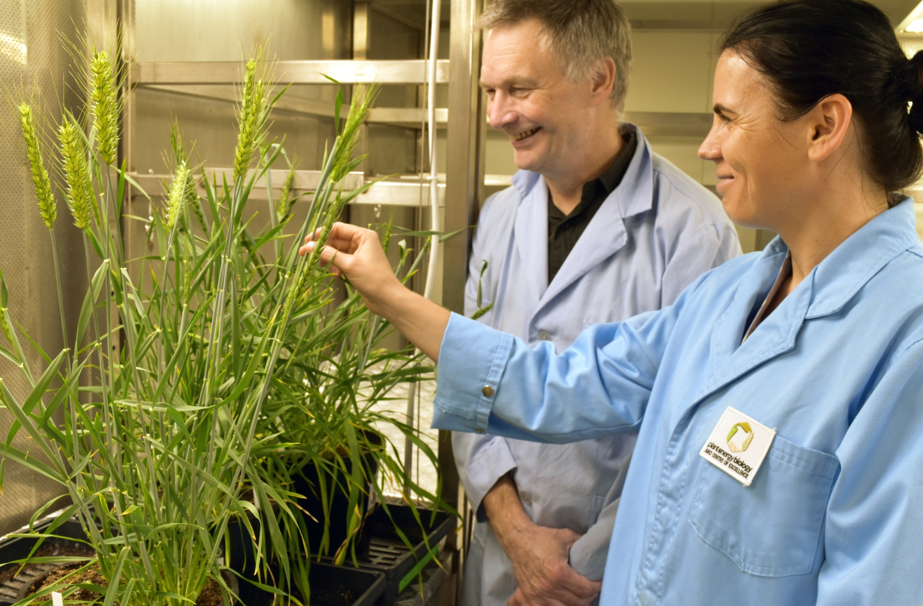 Wheat production's genetic boost