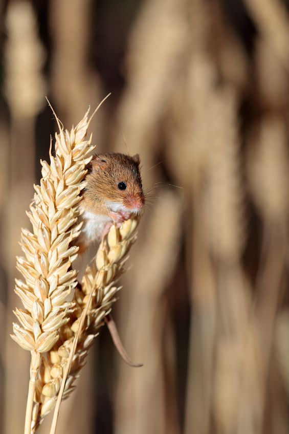Fears for Booming Mouse Numbers