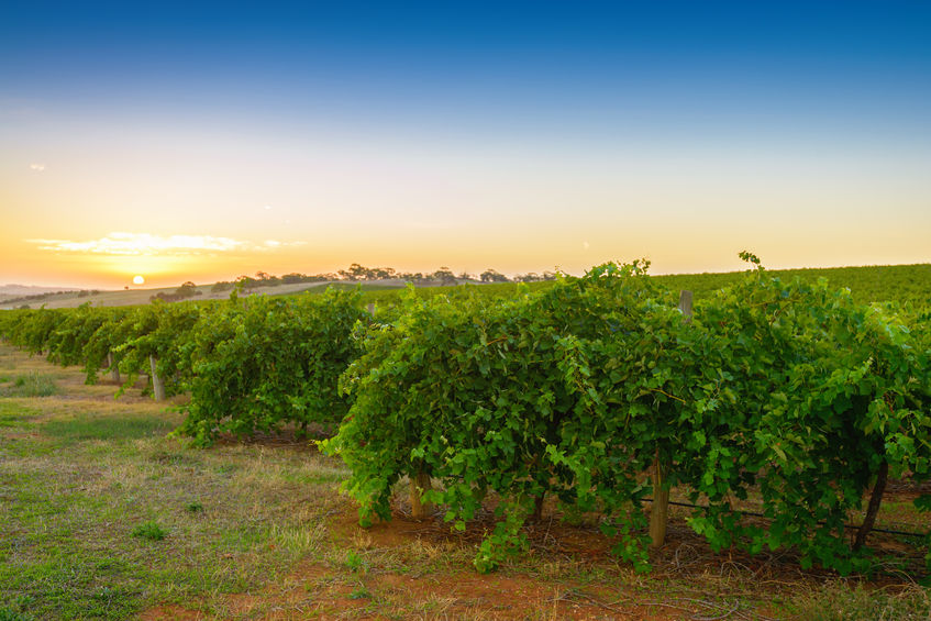Wine industry details impact of tough 12 months