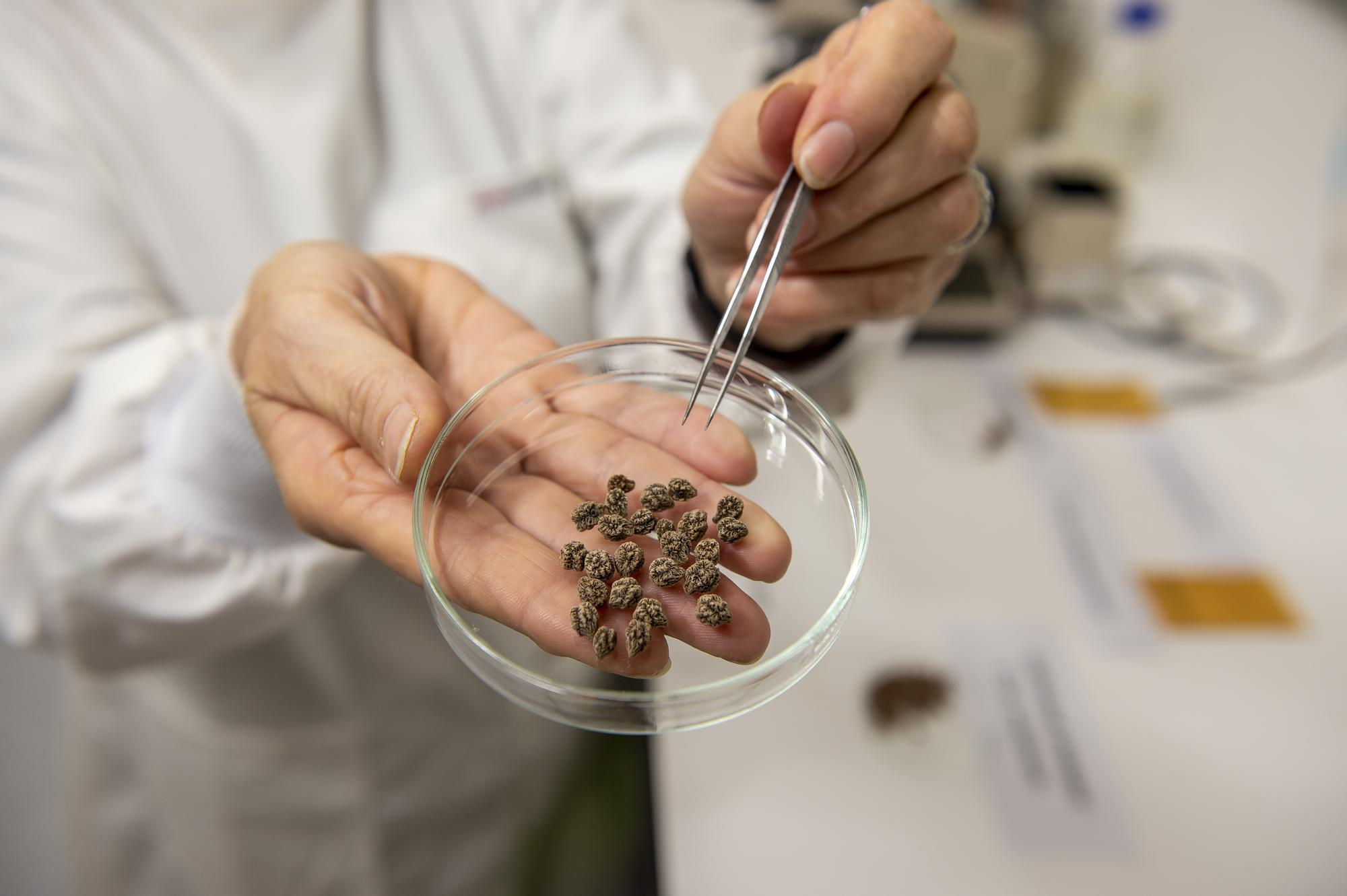 Resistance discovered for chickpea pest