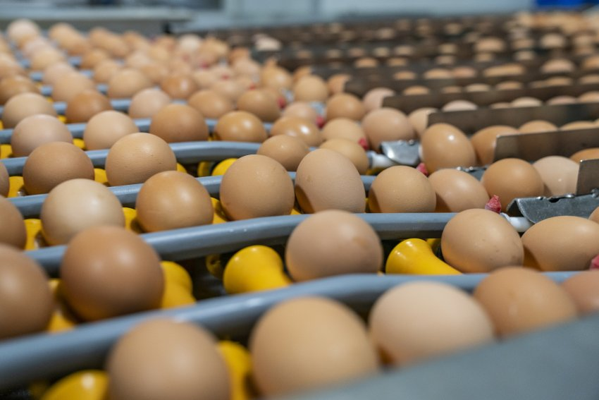 Shaping the future of Australian eggs.