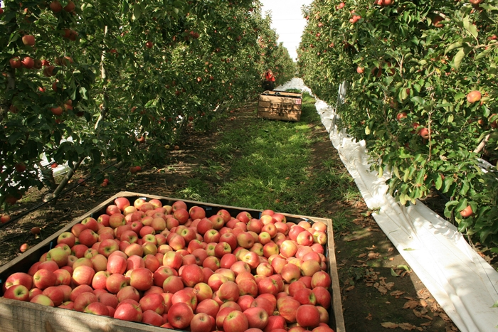 Apple and pear season gets underway