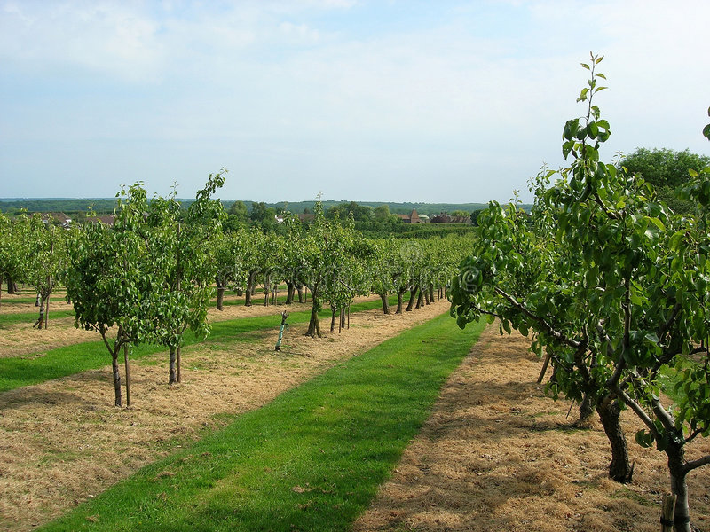 Pear farms which generate renewable energy