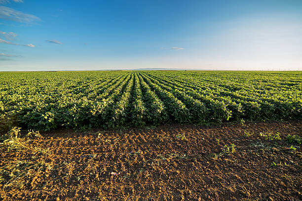 Farmers turning their attention to pulse crops, as fertiliser costs bite episode artwork