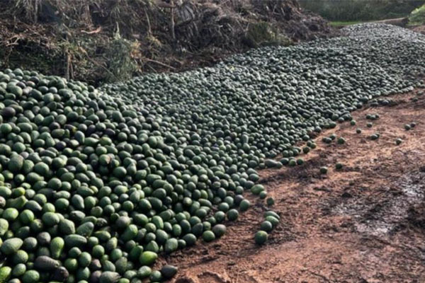 Service tackling avocado oversupply concerns