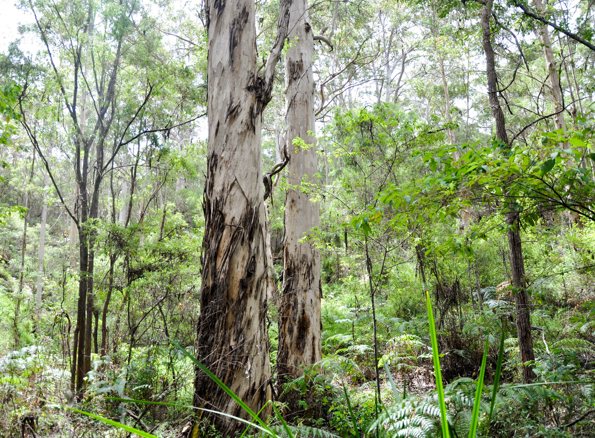 Timber industry say logging ban will significantly impact supply of jarrah firewood