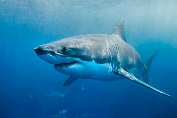The push to change the language around shark 'interactions'