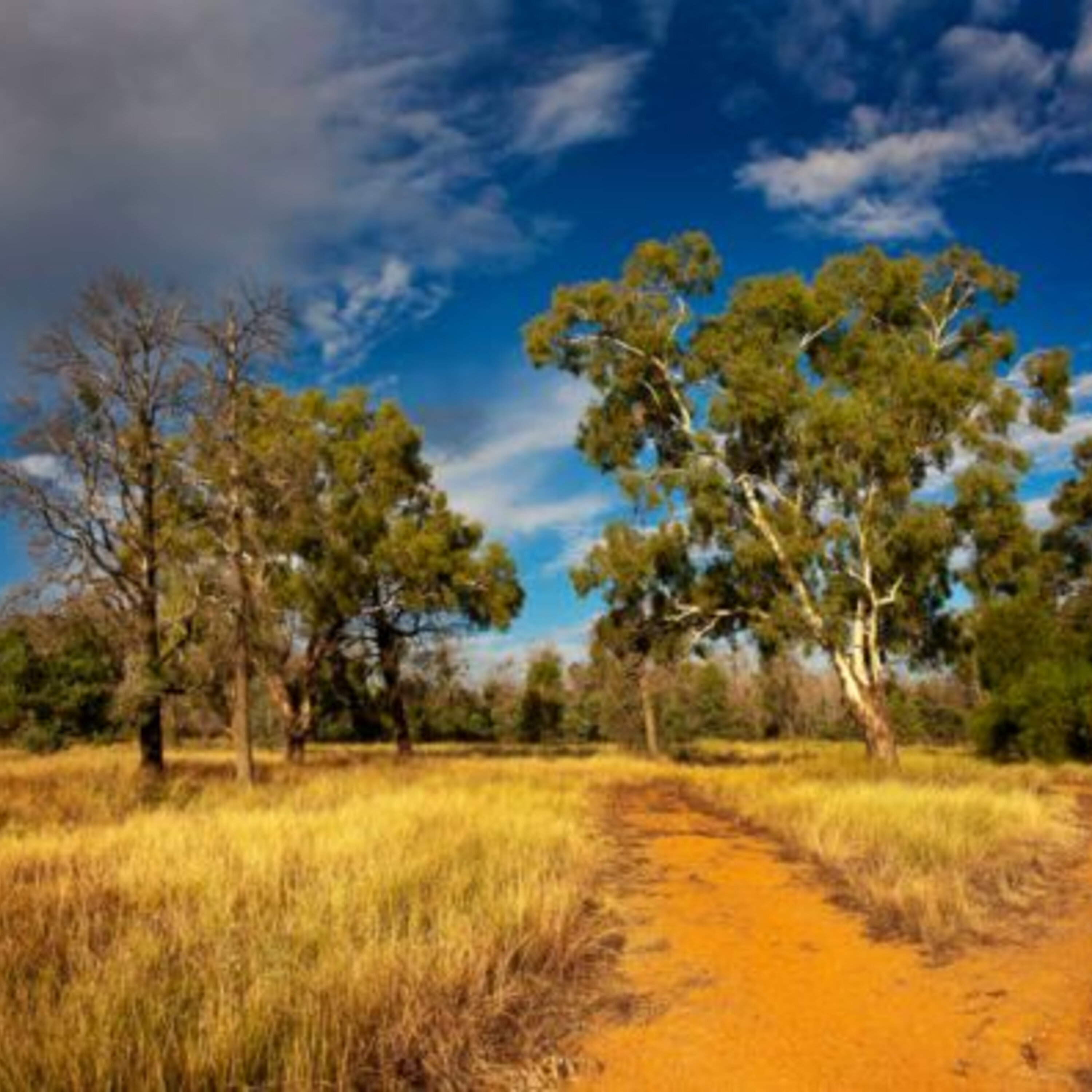 The Bush Children's Education Foundation The Bush Children's Education Foundation