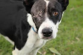 Animal sentience recognised for the first time