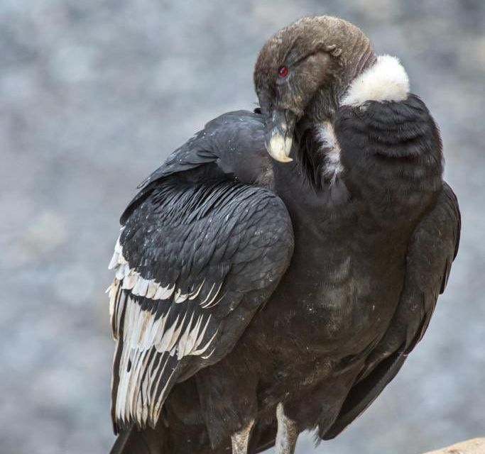 Investigador peruano alerta: "Encontramos microplásticos en poblaciones de cóndores en zonas remotas del país"