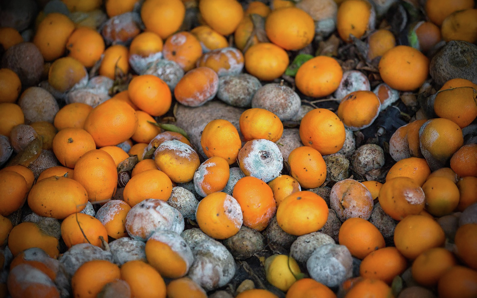 Ninguém deu o banho de ética ao PSD