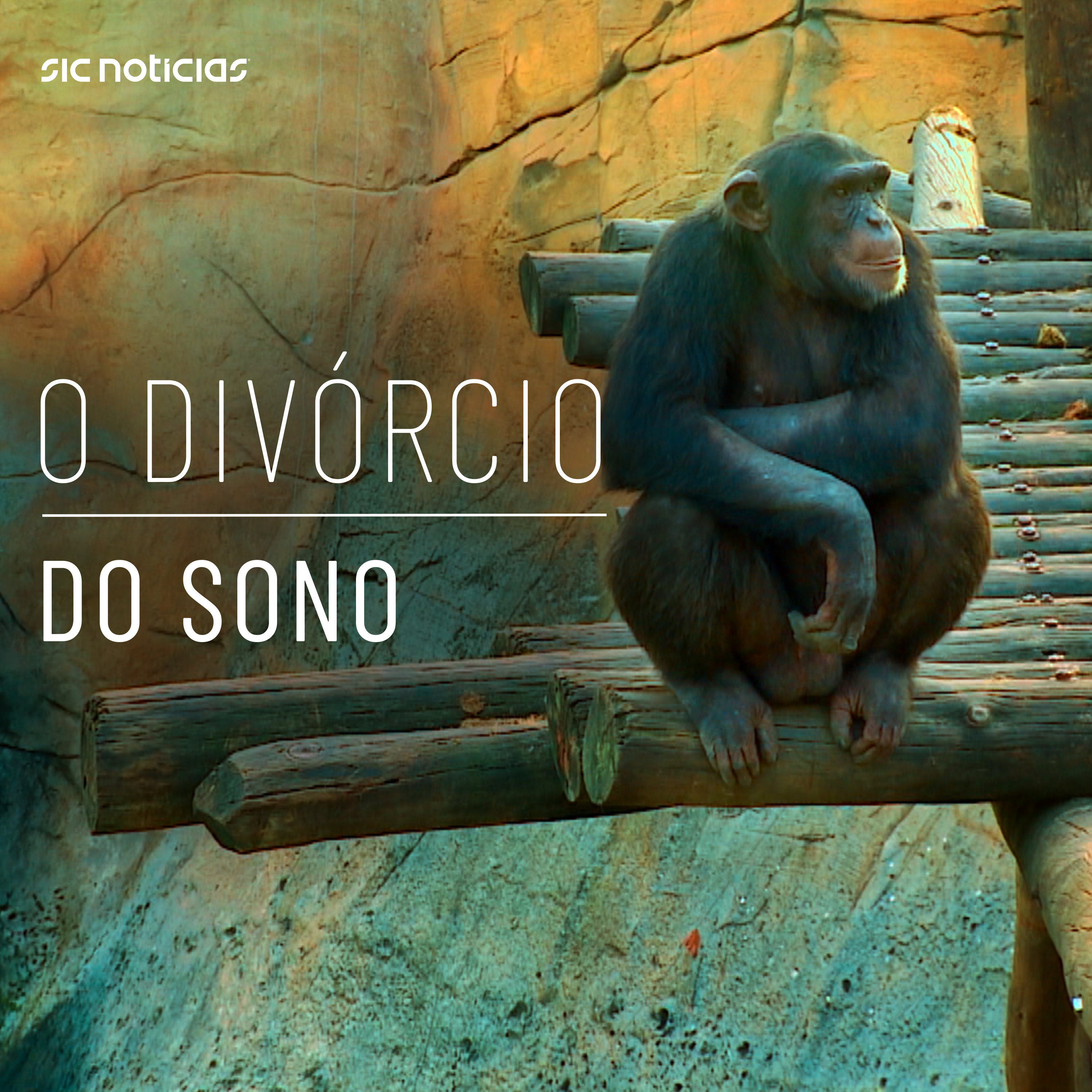 O Divórcio do Sono: Animais diurnos