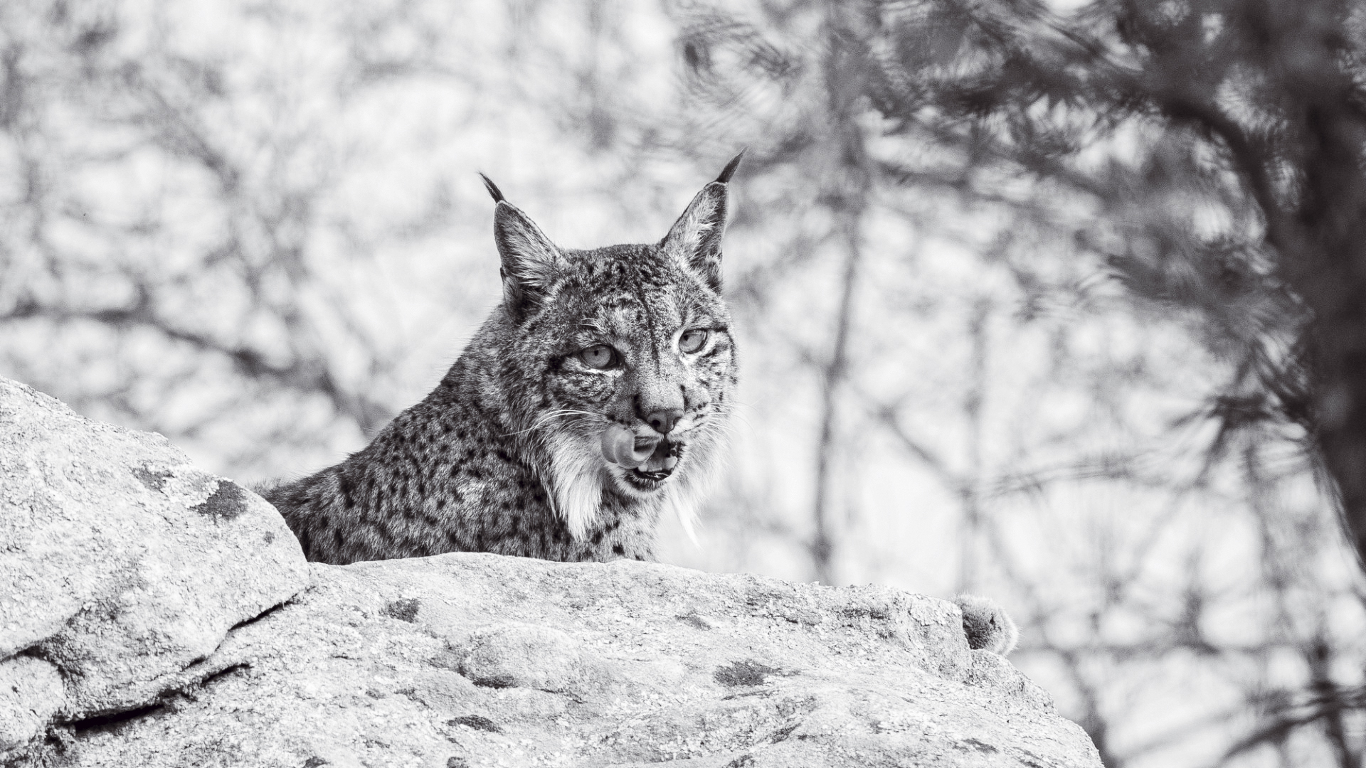 Aura, a “mamã” lince ibérico com 900 descendentes que ajudou a salvar a espécie