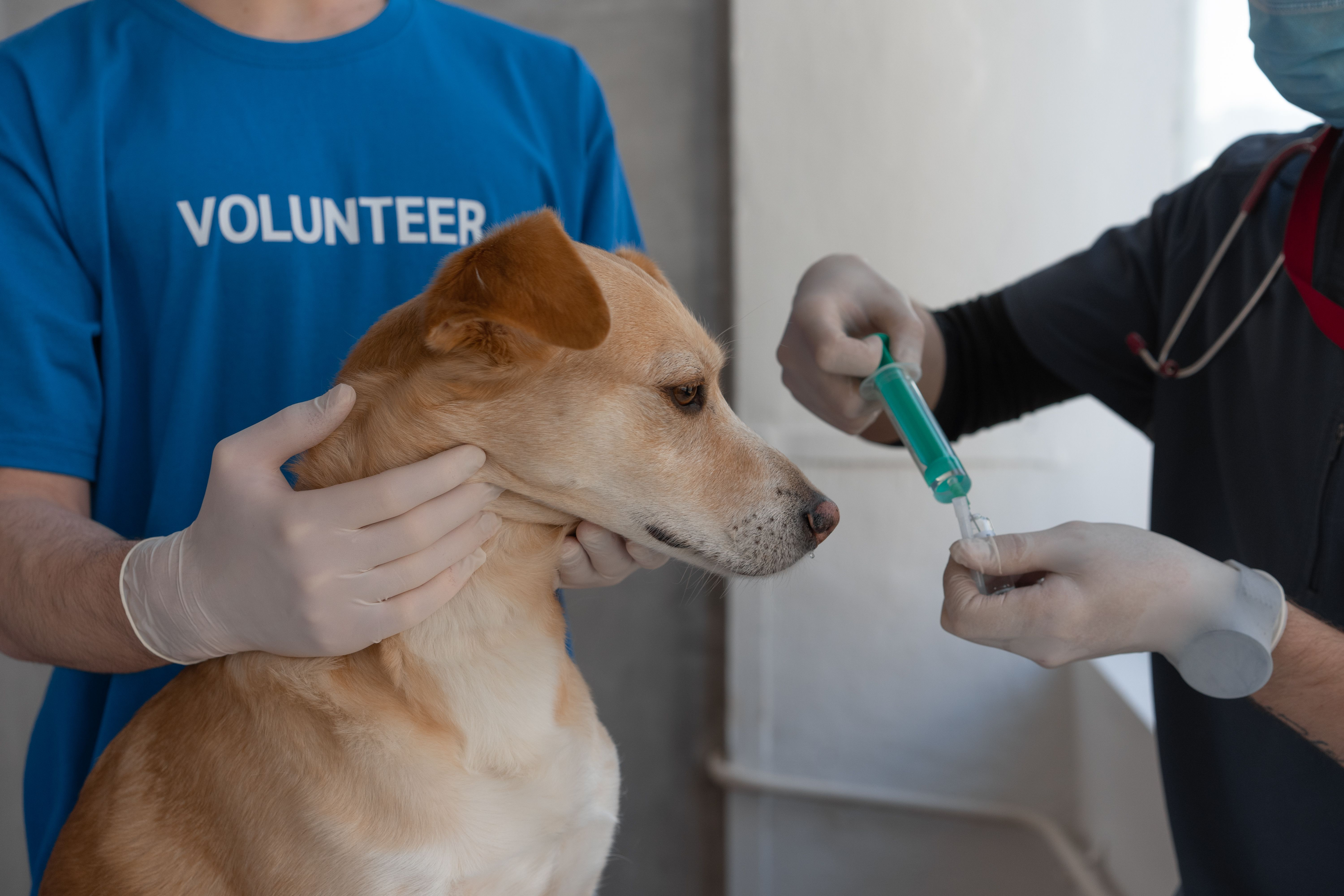 Rj Dhrumil talks about Dog Bites in Ahmedabad- nasbandhi and vaccination episode artwork