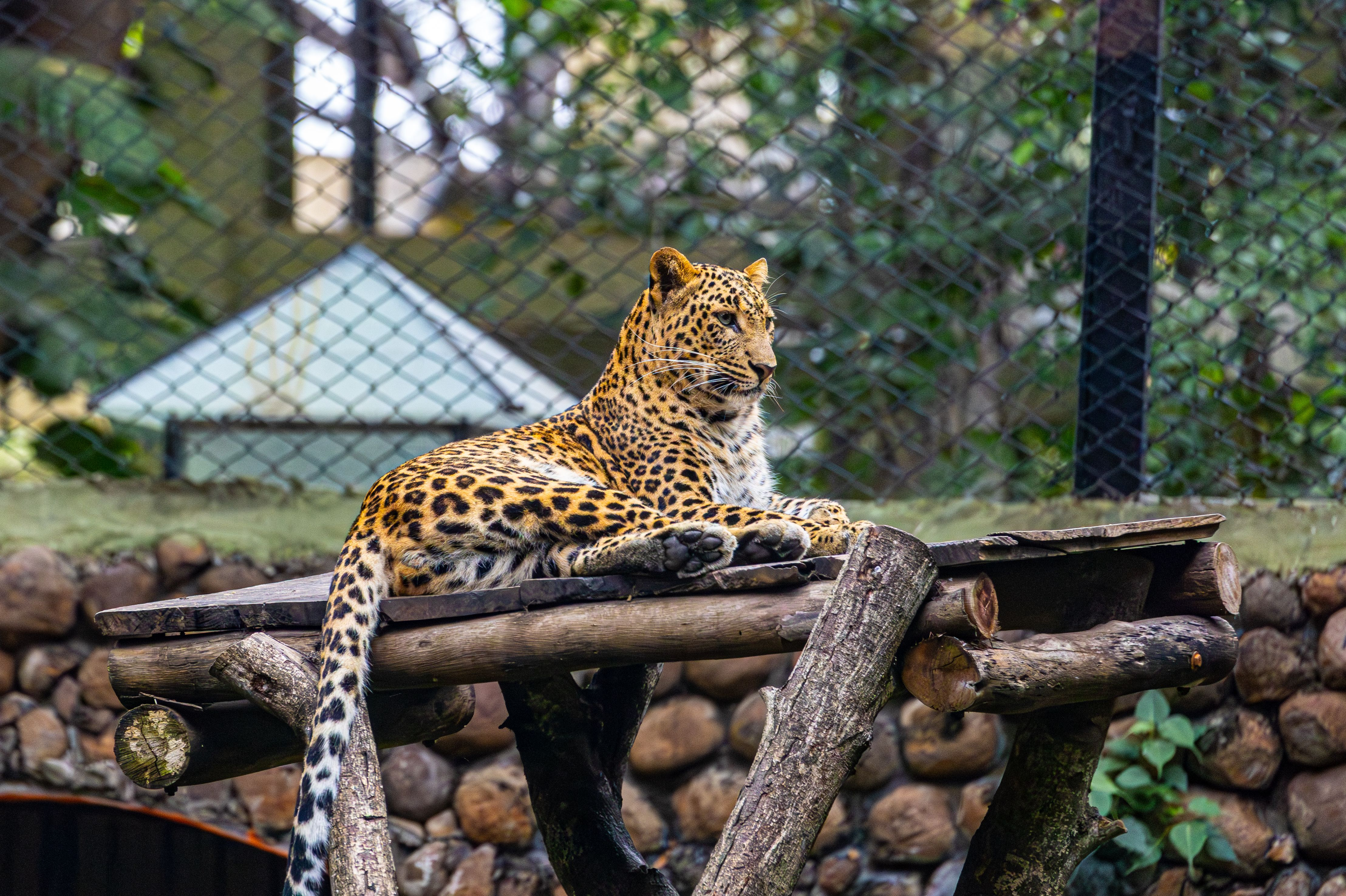Rj Dhrumil talks about leopard sited in Shela-Ghuma area in Ahmedabad episode artwork