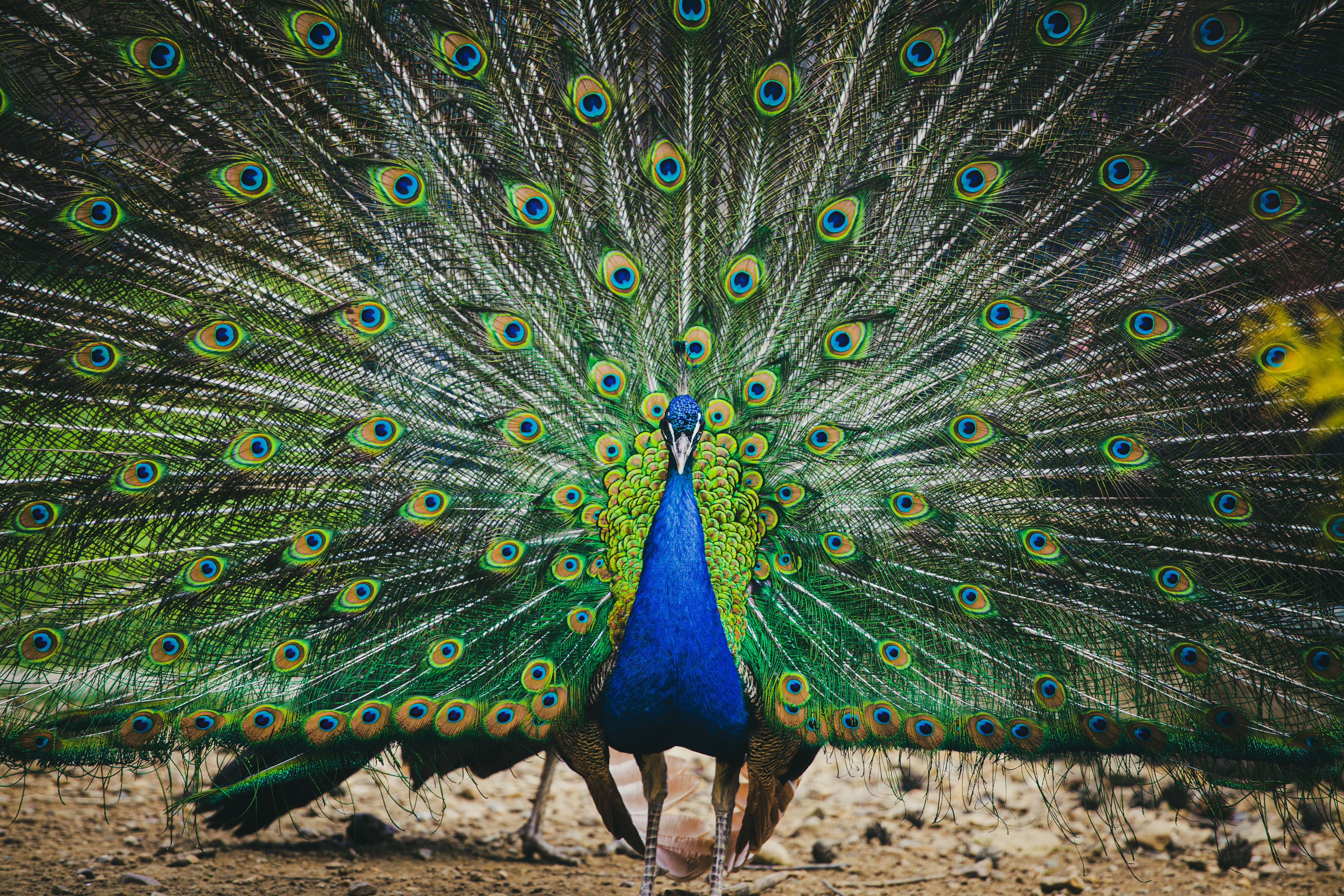 Rj Dhrumil talks about different kinds of peacock sounds by Amdavadis episode artwork