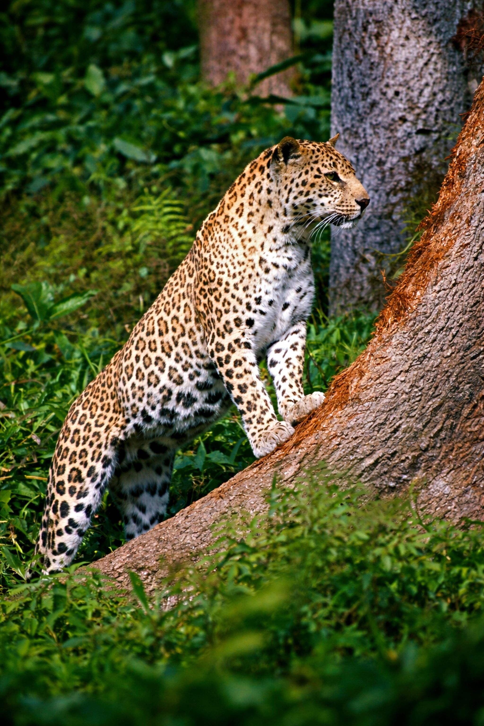 Rj Dhrumil talks about the leopard roaming in Bopal-Ghuma area with an official episode artwork