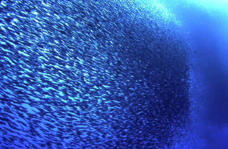 #PODCAST Anticipation mounts as KwaZulu-Natal braces for the annual Sardine Run #sabcnews