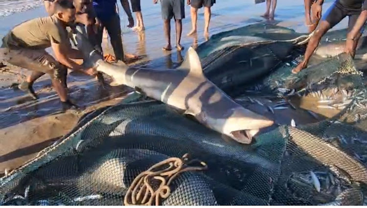 #PODCAST We look back at the weekend sardine frenzy on the KZN South Coast, as bumper hauls bring thrills and spills #sabcnews