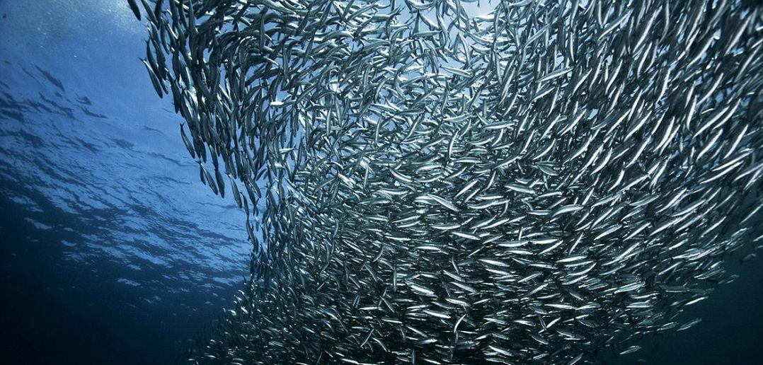 #PODCAST Newsbreak Sardine Update with Adam Kamdar - 09 June 2025 #sabcnews