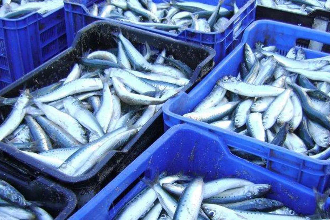 #PODCAST Newsbreak Sardine Update with KwaZulu-Natal Sharks Board's Wayne Harrison #sabcnews