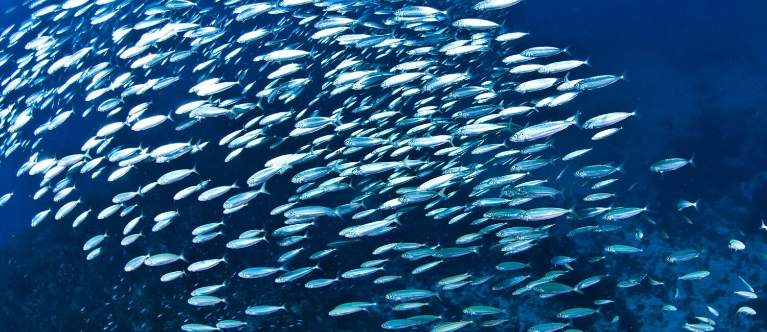 #PODCAST Newsbreak Sardine Update with Adam Kamdar - 20 June 2025 #sabcnews