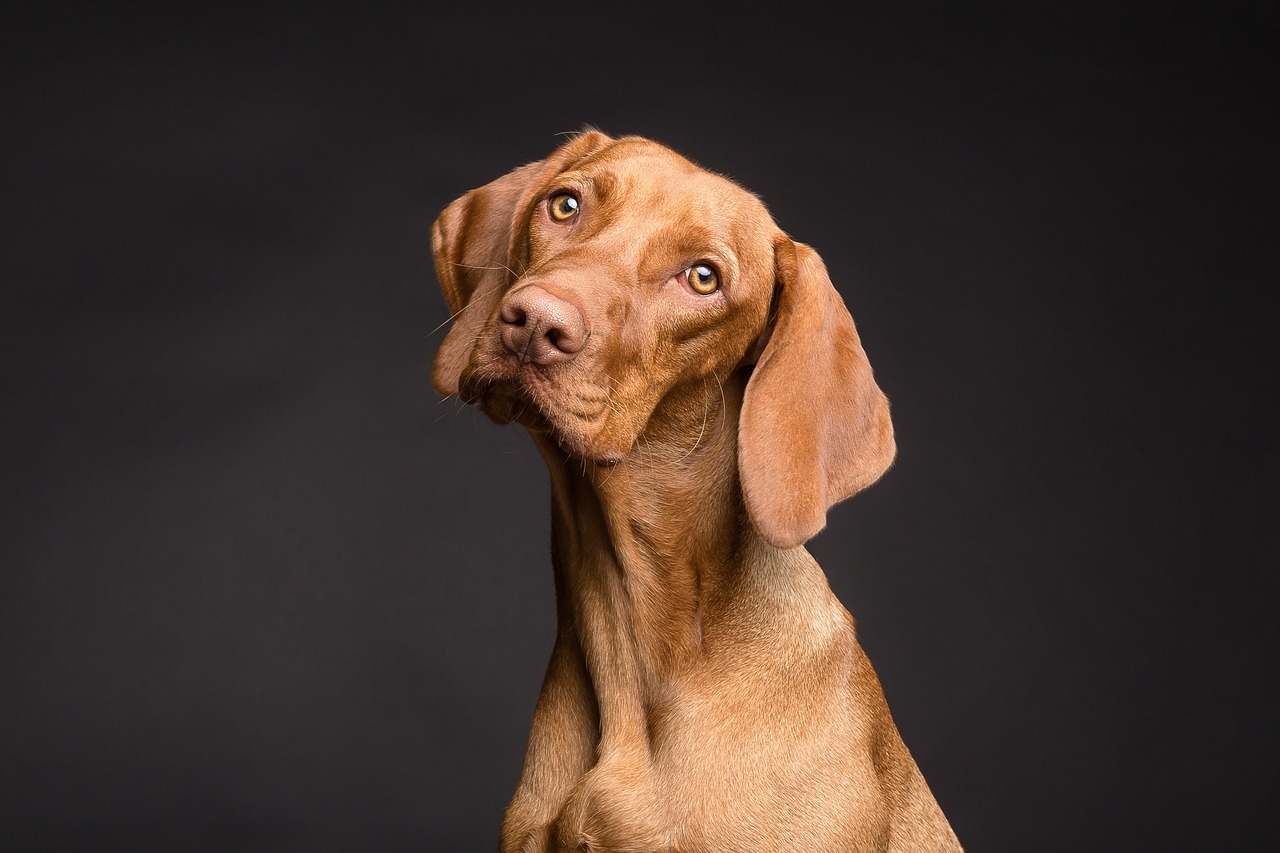 5MM UNPOPPYWOPPY - DOGS ARE UNPLEASANT episode artwork