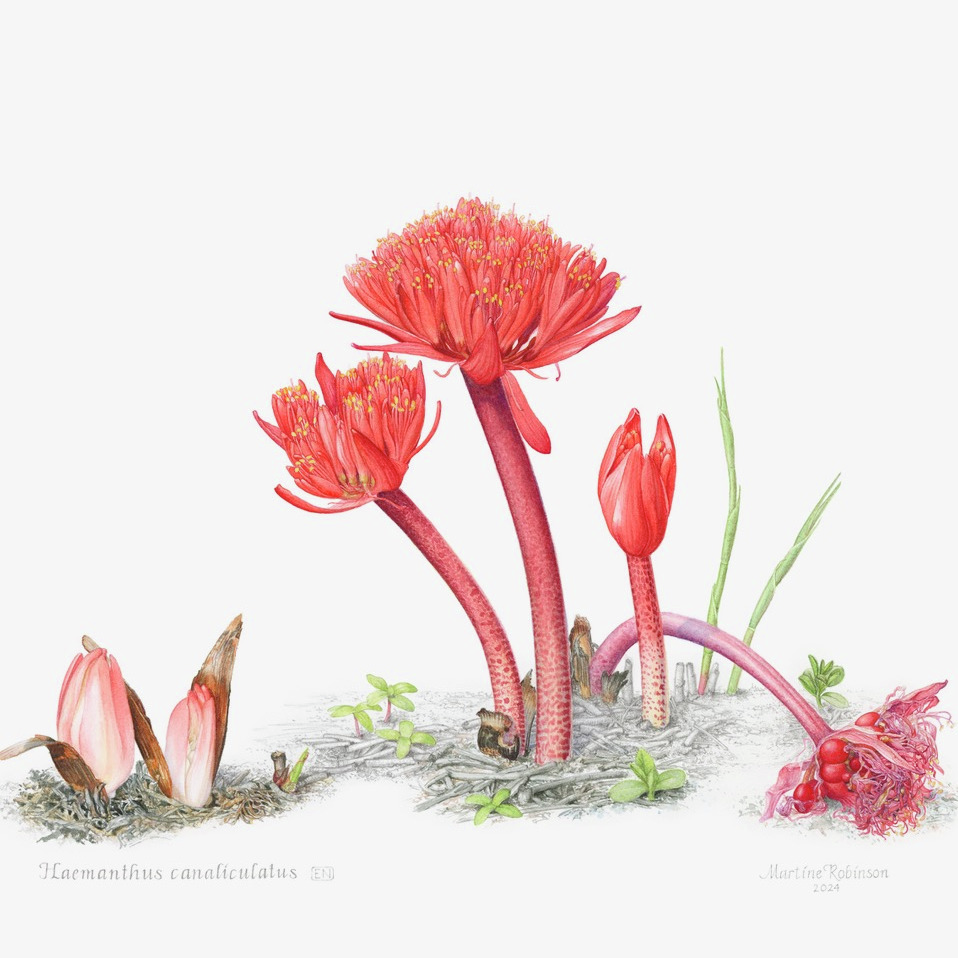 Botaniese Kunsuitstaling by Woordfees