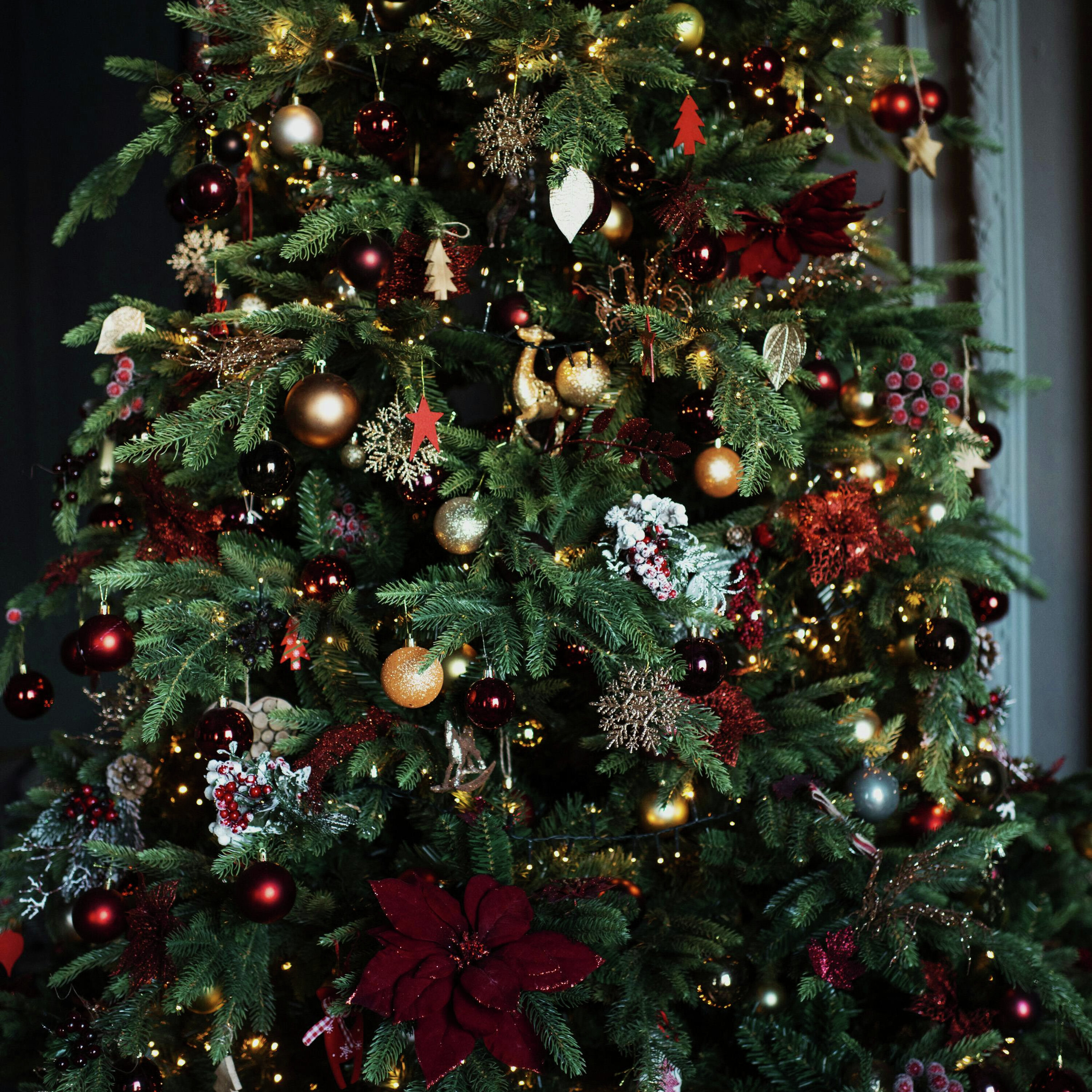 5B IS IT A BRANCH? NICK HAMMAN'S CHRISTMAS TREE (15 DECEMBER 25) 5B IS IT A BRANCH? NICK HAMMAN'S CHRISTMAS TREE (15 DECEMBER 25)