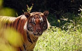 SHEBA THE TIGER HAS BEEN SHOT DEAD - EXPERT ANDI RIVE WEIGH-IN