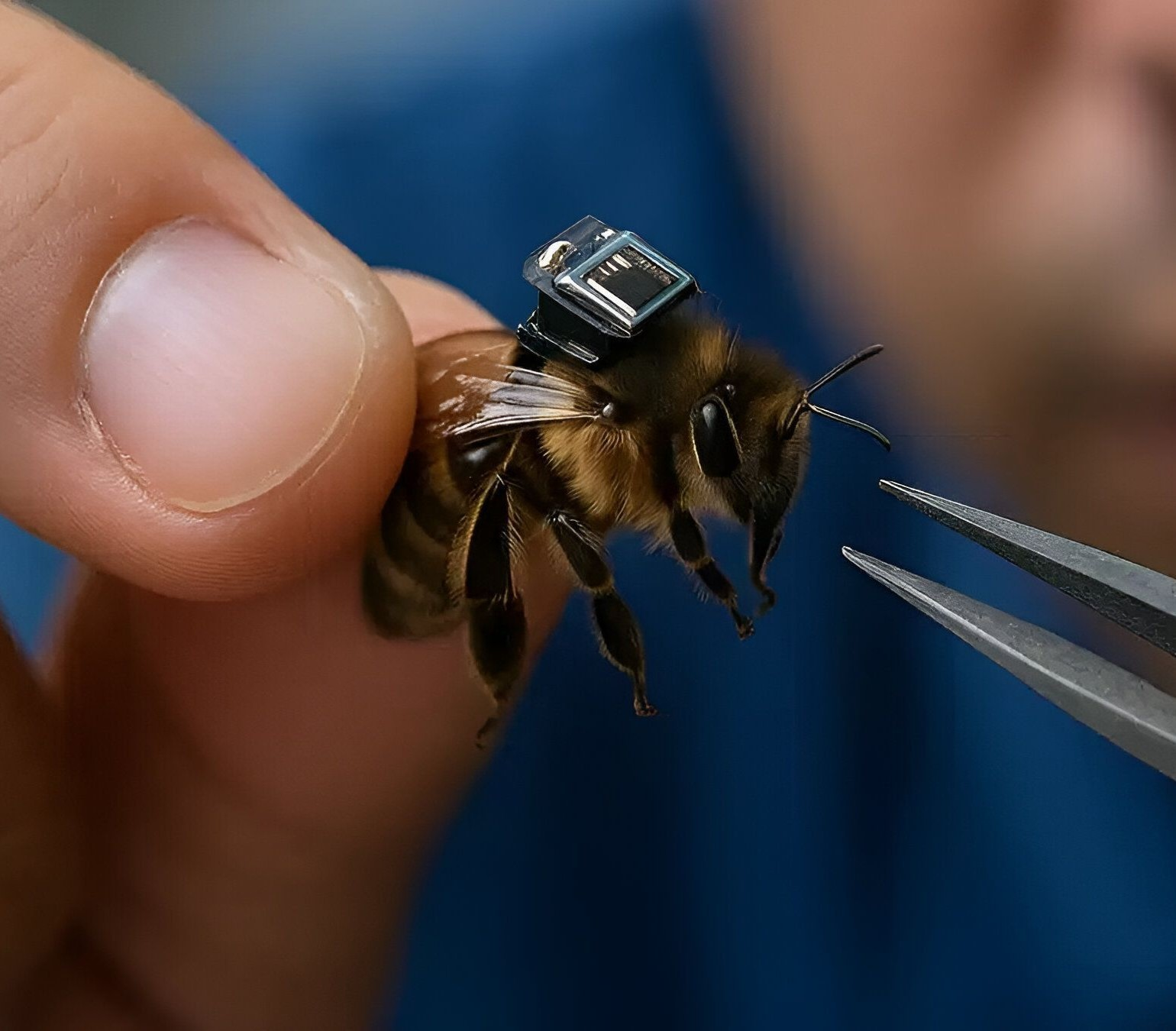 Scientists Turn Bees Into Remote Controlled Flying Spies episode artwork