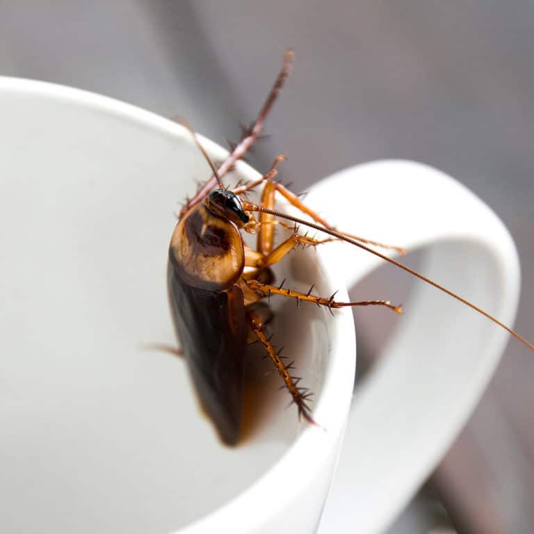 Cockroach Milk?! Ready For A Glass?.. episode artwork