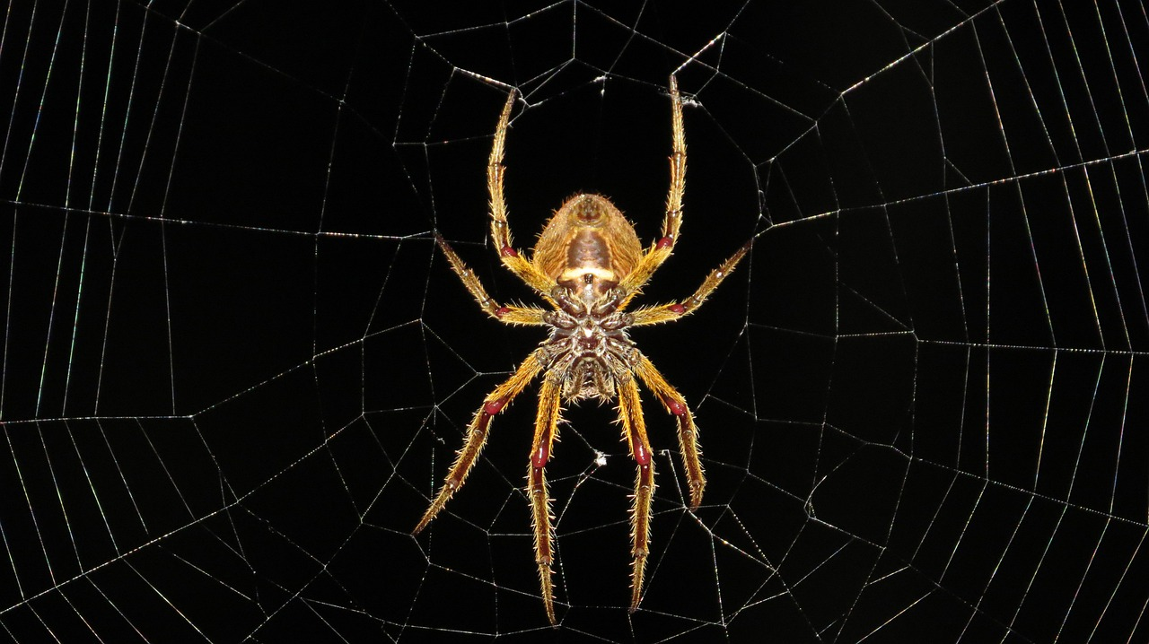 WOULD YOU RATHER - SNAKES OR SPIDERS episode artwork