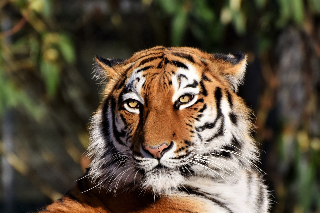 WOULD YOU RATHER - PORCUPINE OR TIGER episode artwork