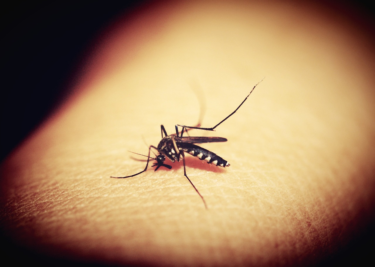 WOULD YOU RATHER - BED BUGS OR MOSQUITOS episode artwork