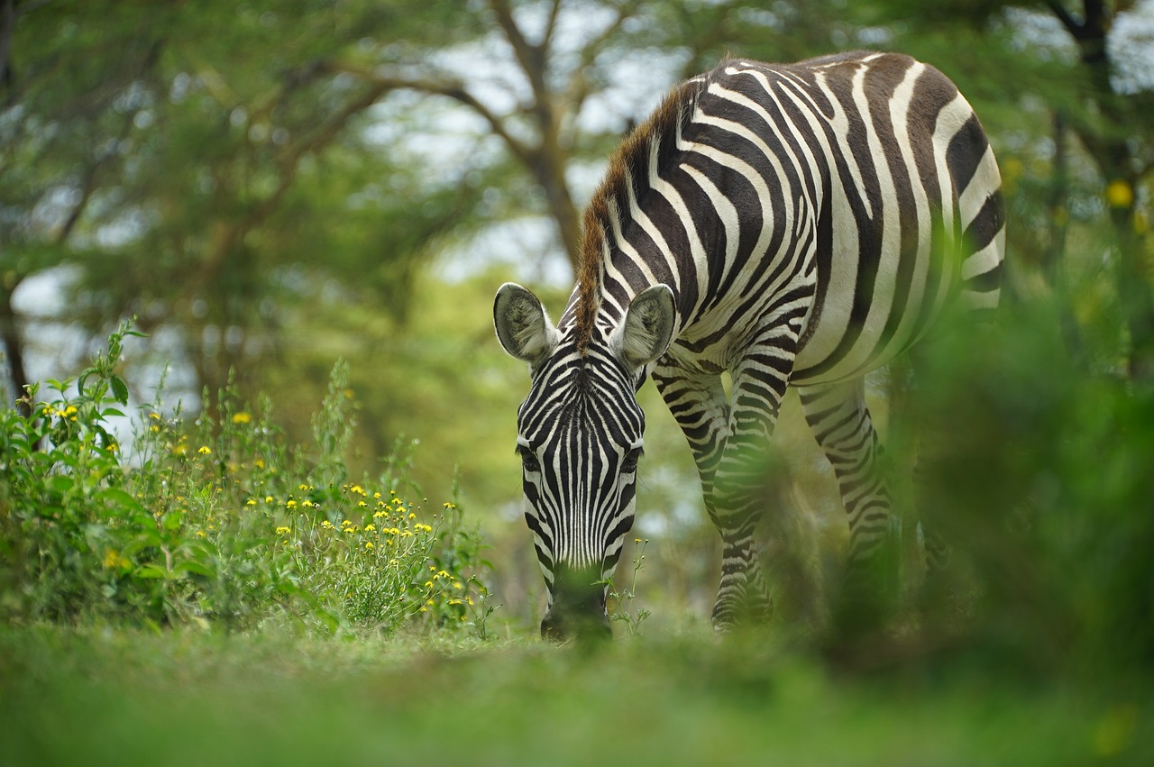 WOULD YOU RATHER - ZEBRAS OR DOGS episode artwork