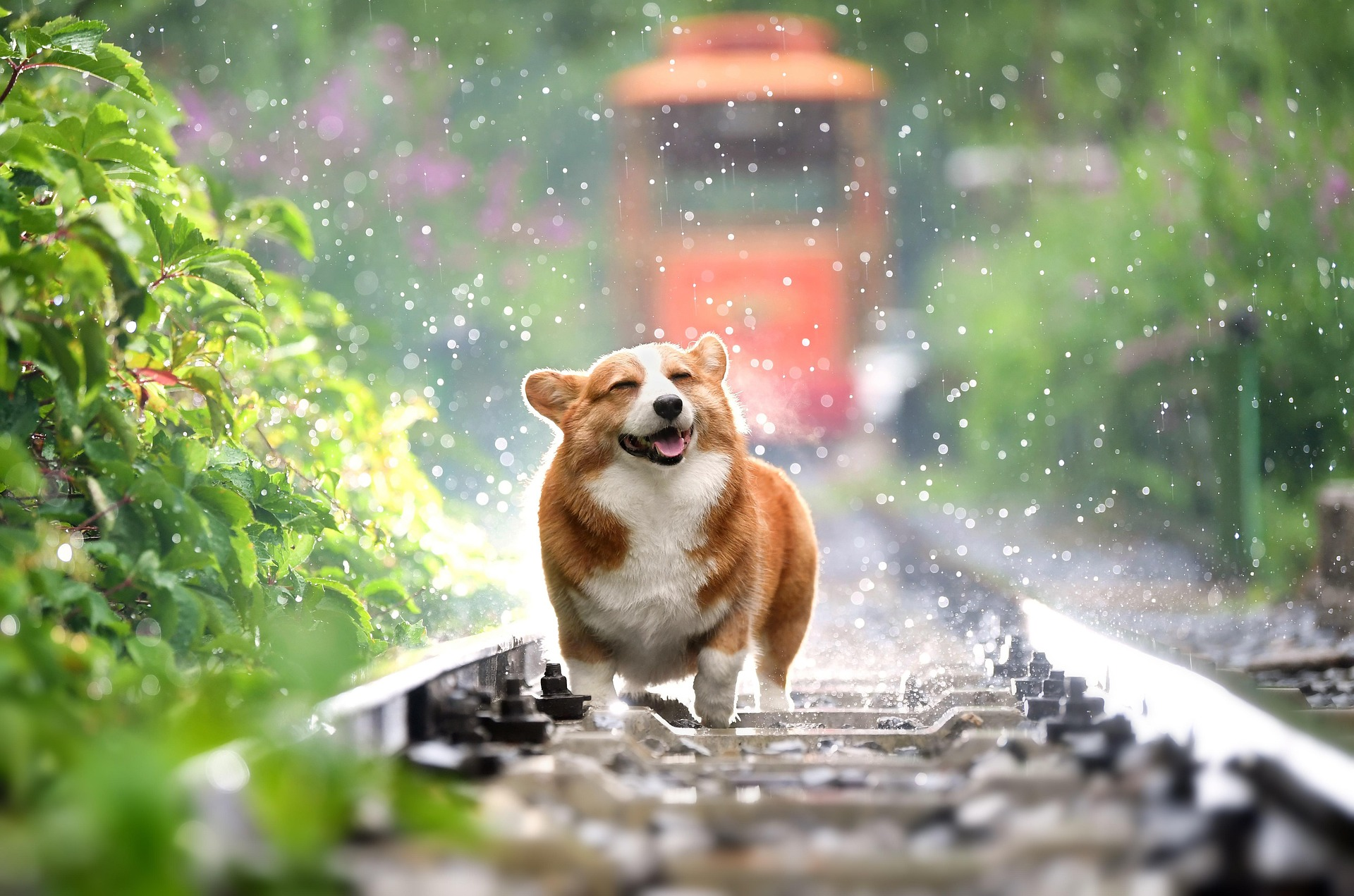 SAVE THE DOGS episode artwork