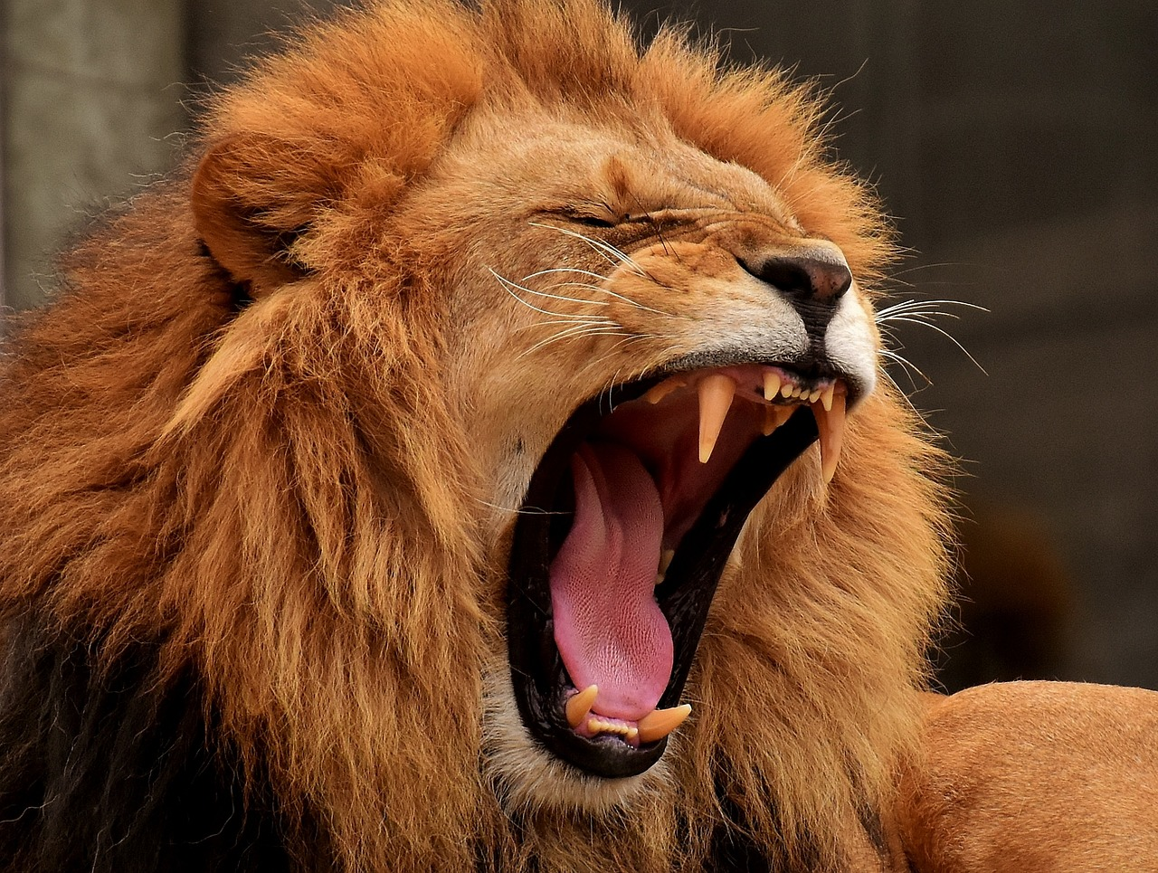 WORLD LION DAY 10 AUGUST episode artwork
