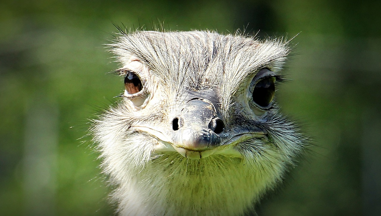 OSTRICH EGG BLUES episode artwork