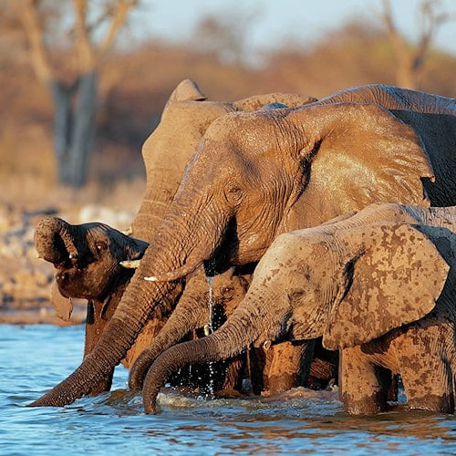 Olifantgetalle en ekostelseldruk weer onder vergrootglas