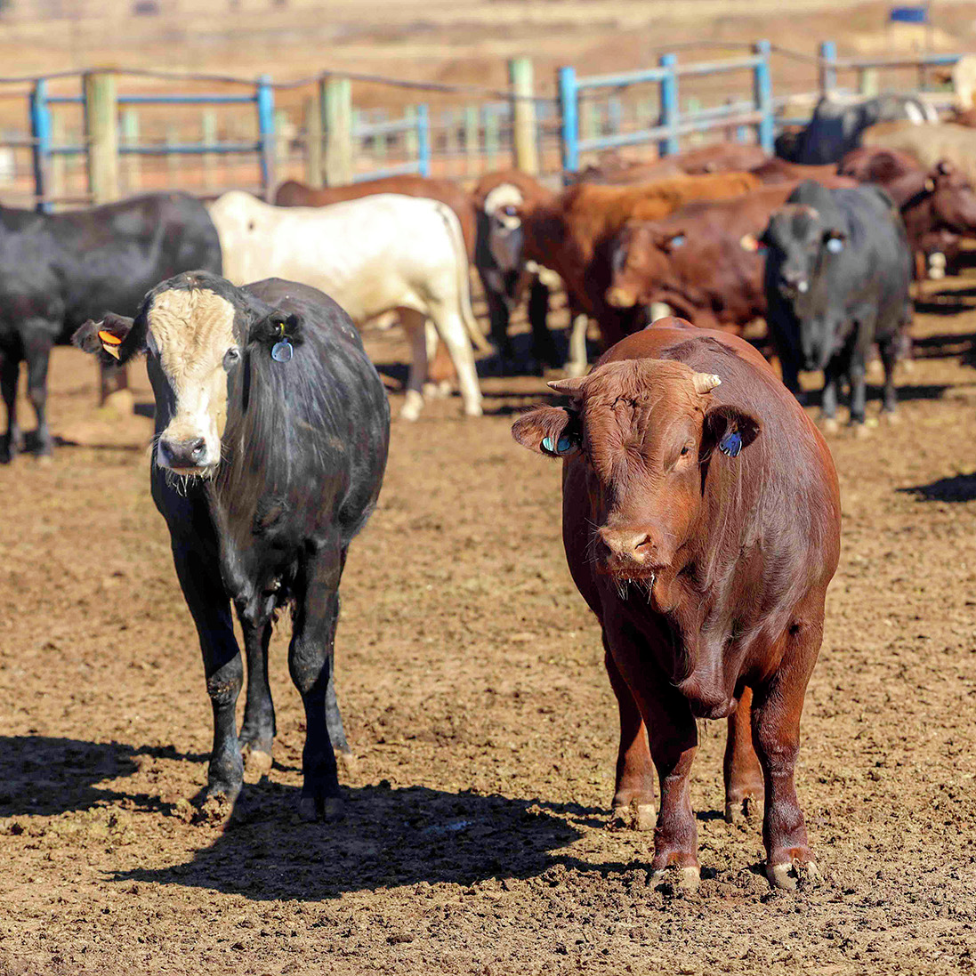 Bek-en-klouseer: Hele nasionale beeskudde gaan ingeënt word
