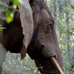 Plan om olifante in Knysnabos vry te laat