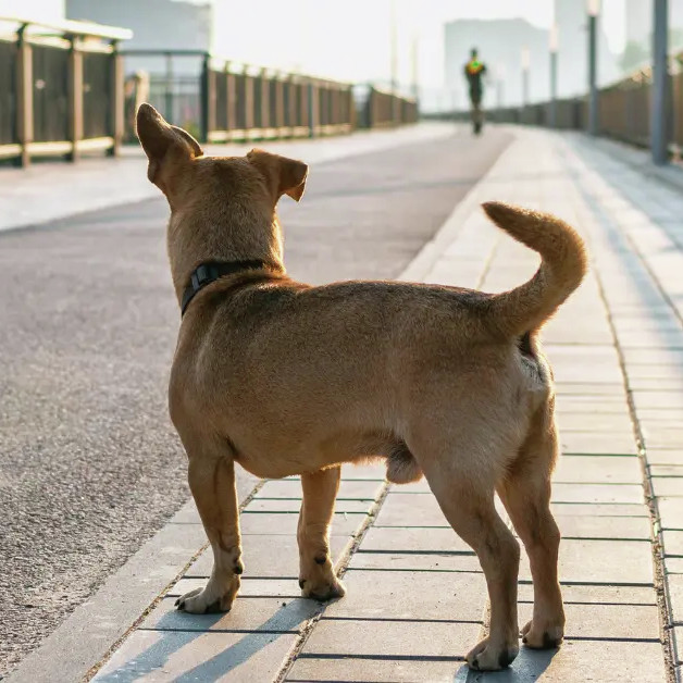 Beagle Watch se handel en wandel met verlore diere