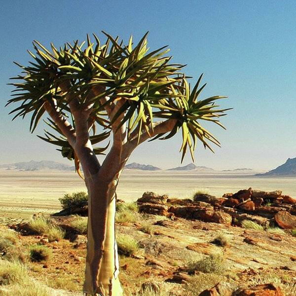 ‘Karoo-dorpies moet hande vat’