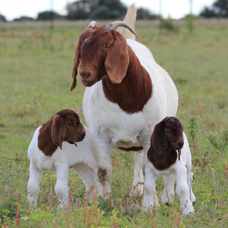 SA se boerbokke