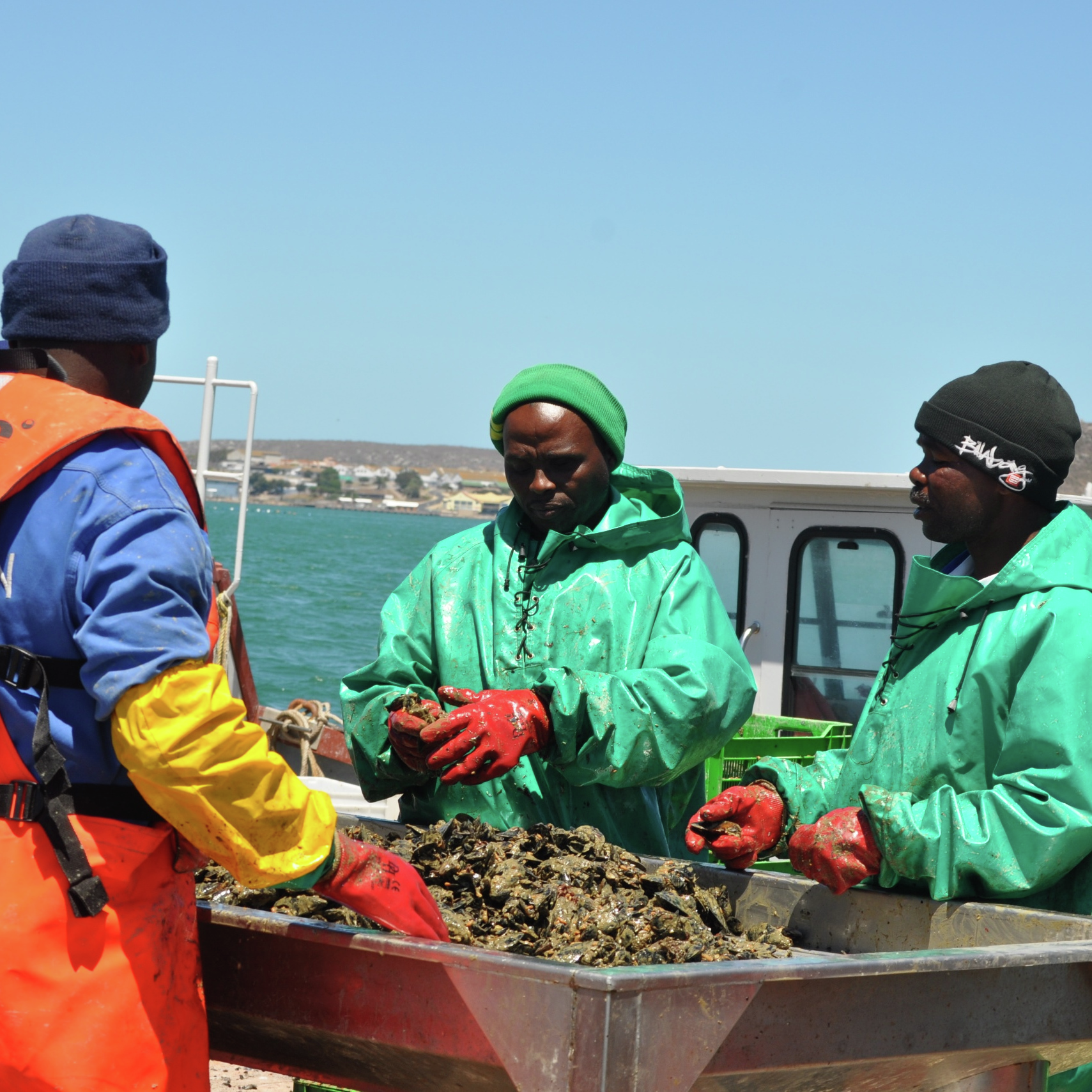 SA se mossels