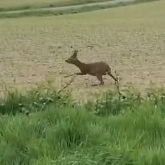 Hoog in die tak(ke)bokke