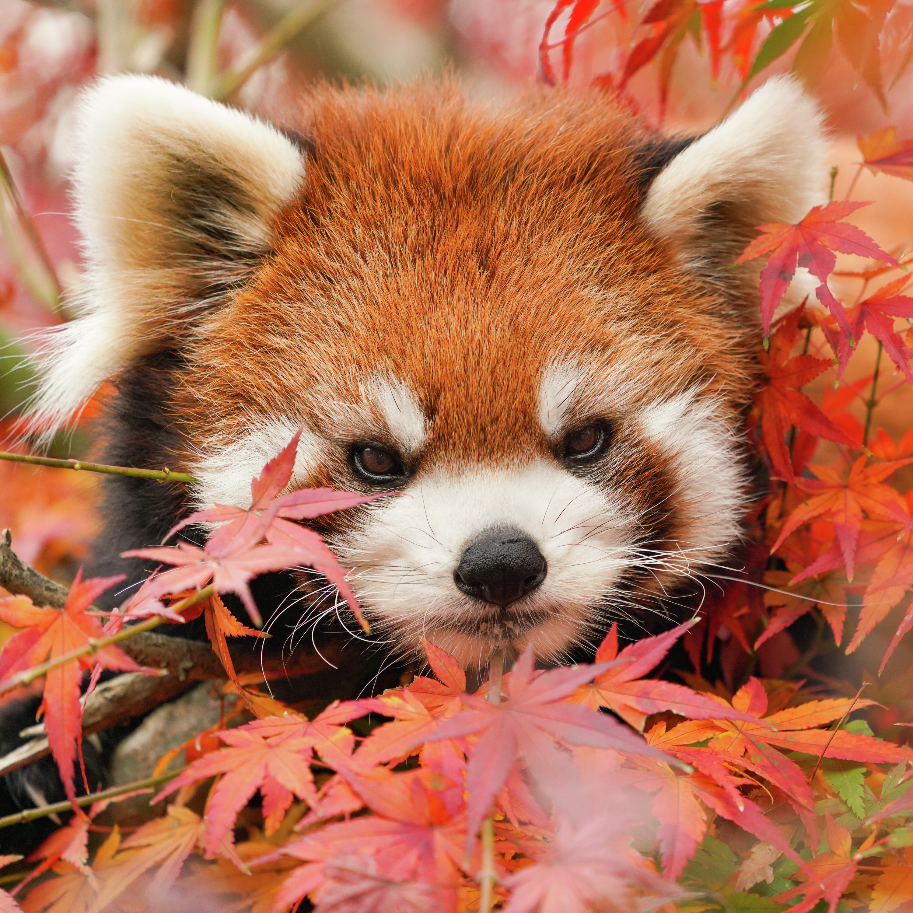 Pandas doen bedbesoek episode artwork