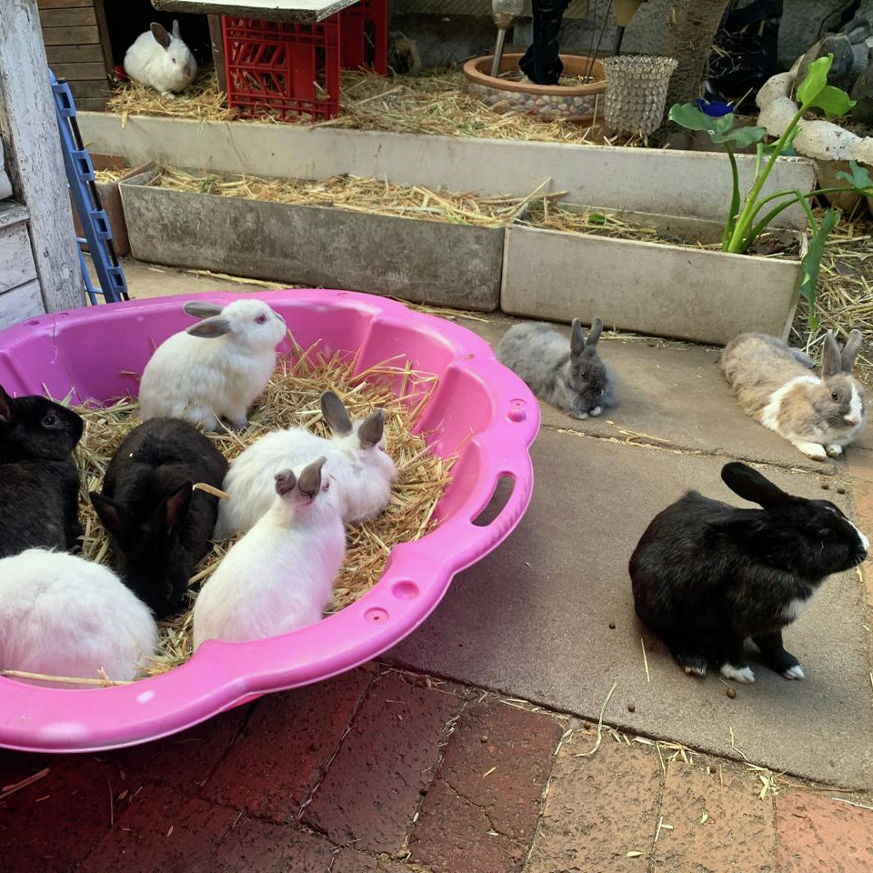 Hawe vir weggooi-hasies