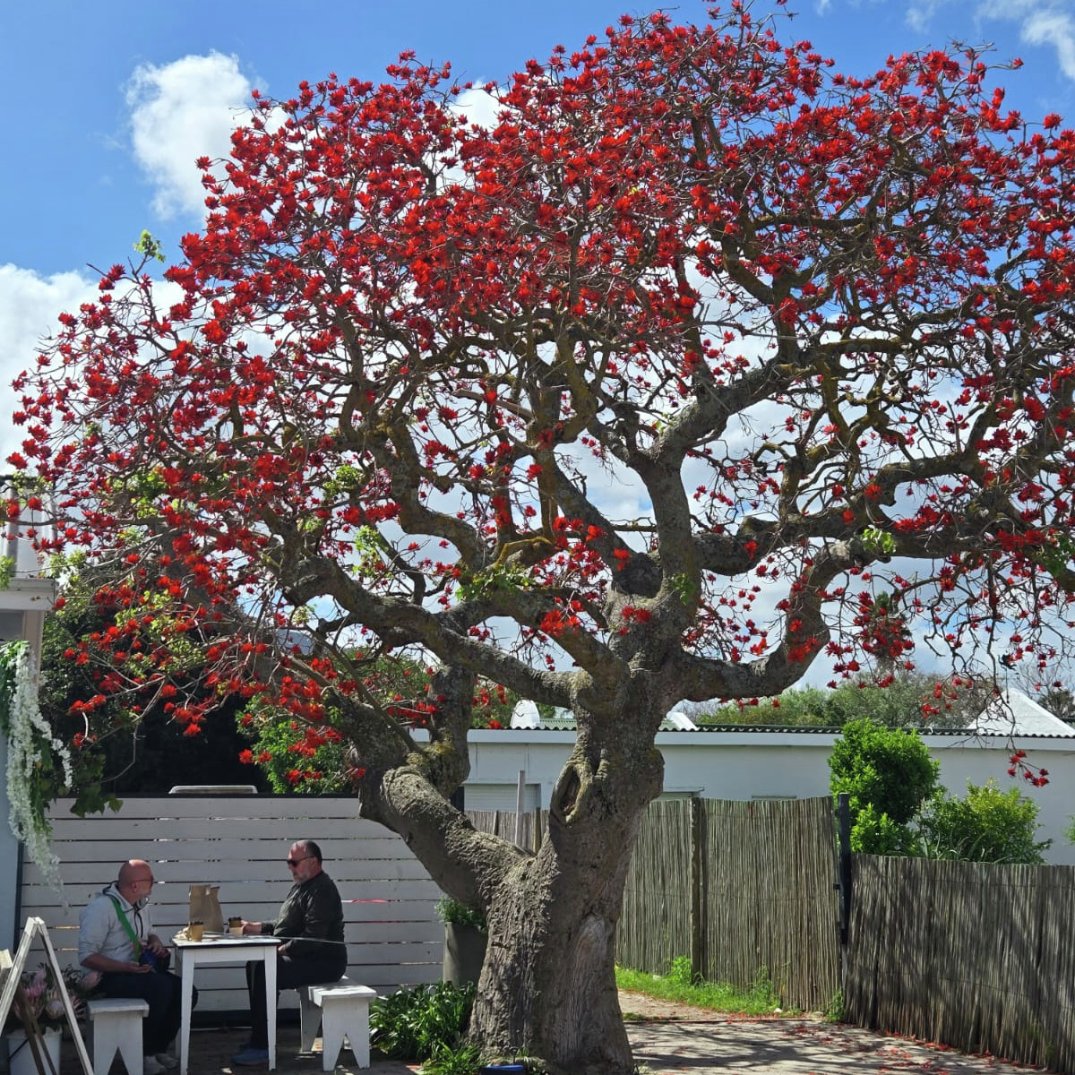 Stanford se koraalboom